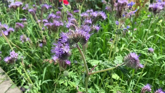 Sustainable Futures' Climate Emergency!