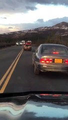 Curious Cub Peeks in Car Window