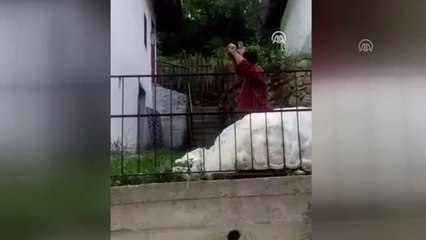 Karabük'te köye ayı indi