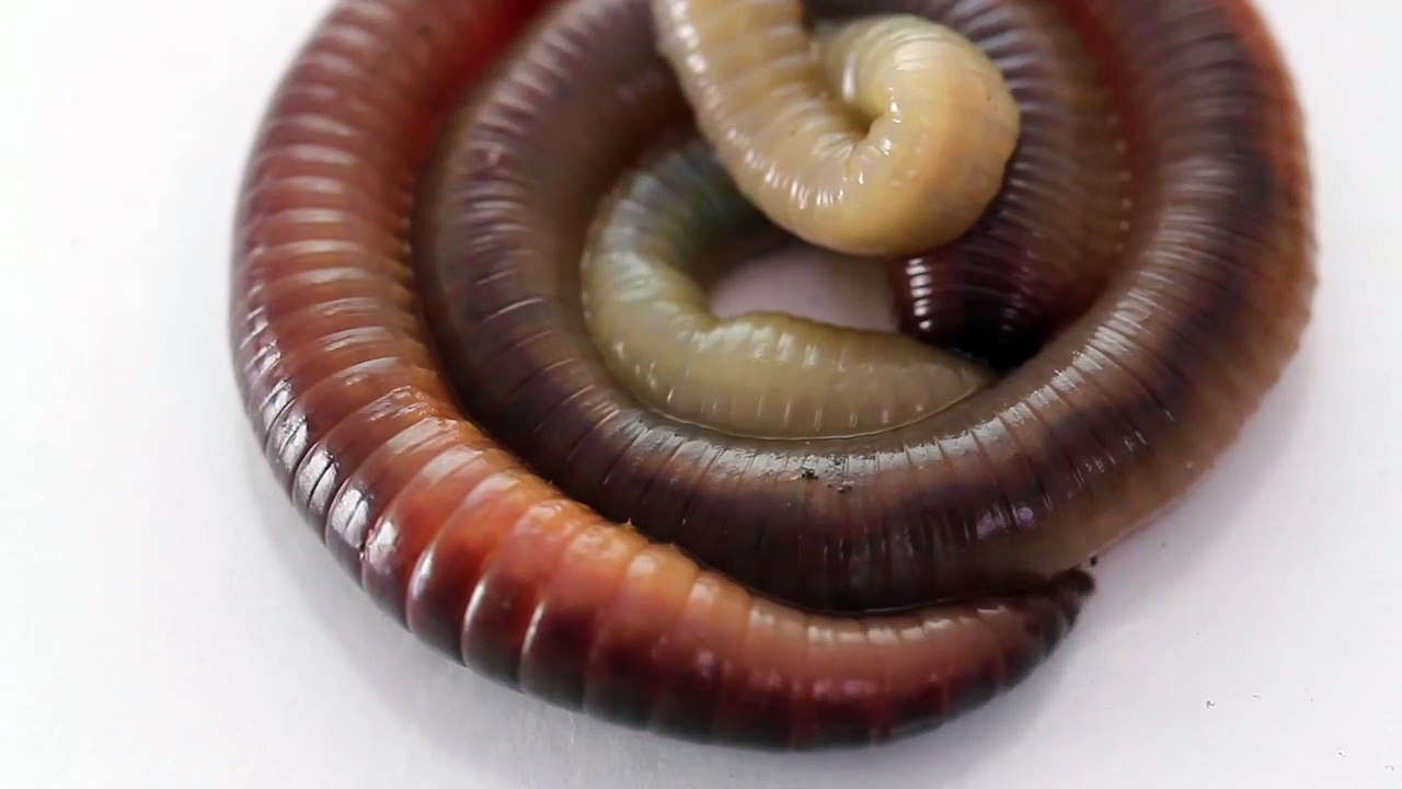 Scientists Discover New EarthwormLoving 'TweezerBeaked' Rat Species