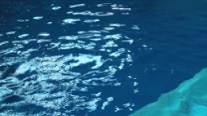 Fever Visit Zoo For Dolphin Presentation