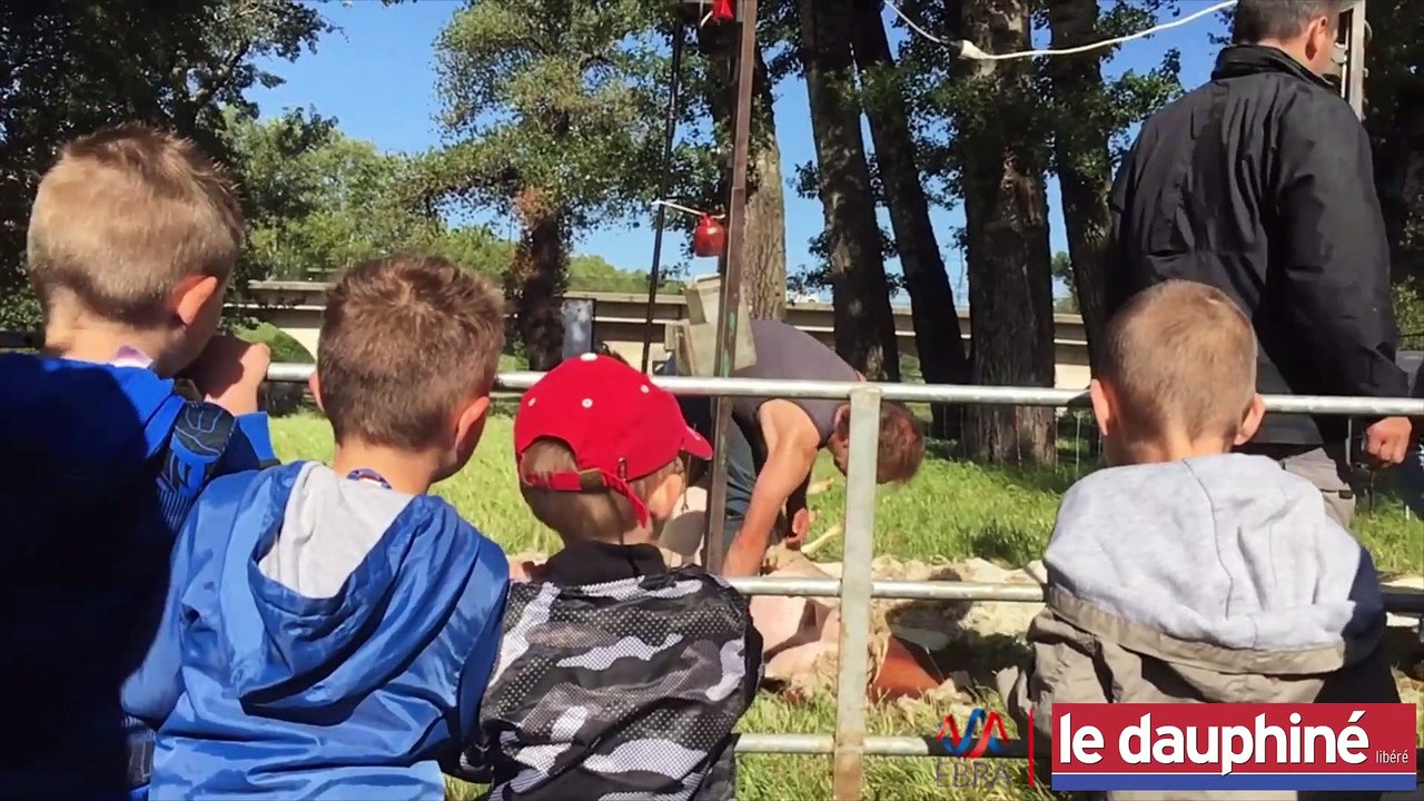 MONTÉLIMAR La tonte des brebis sous l’œil des écoliers