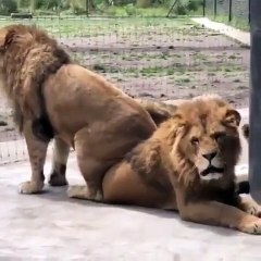 Ce lion est très en colère contre son frère qui s'est assit sur lui. Hilarant !