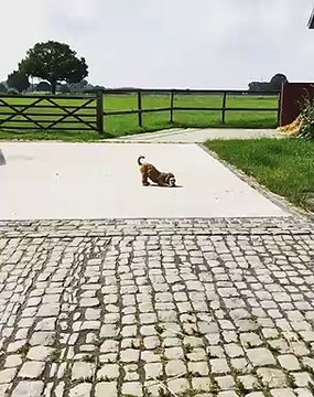 Ce chiot nommé Nugget a trouvé un nouveau jouet qu'il aime beaucoup. Trop chou !