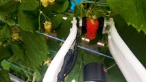This robot farmer will soon be able to operate 20 hours a day, harvesting tens of thousands of raspberries