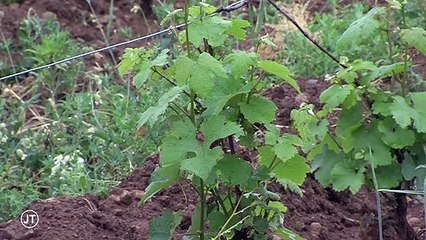 Agriculture bio : le Centre-Val de Loire est dernier