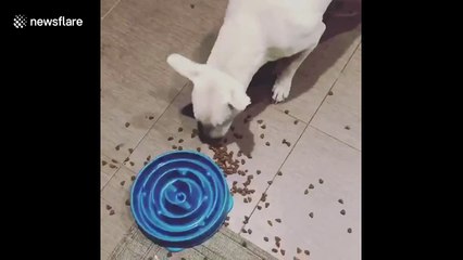 Puppy gets frustrated at training bowl and spills food everywhere in US home