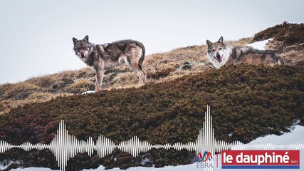 Attaque du loup à Cobonne dans la Drôme : « Le loup est en train de modifier l’écosystème »