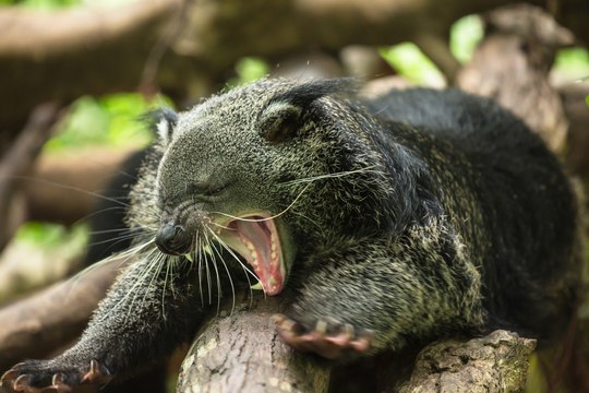 Découvrez l'Auvergne: Le binturong au Parc animalier d'Auvergne d'Ardes sur Couze (63)
