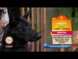 La adopción de la semana: Argos, un perro para apoyo emocional | Sale el Sol