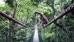 Ce singe Gibbon a une façon bien à lui de prendre ce pont