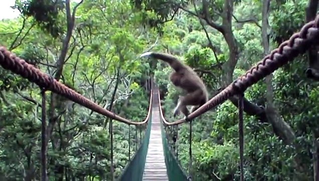 Ce singe Gibbon a une façon bien à lui de prendre ce pont