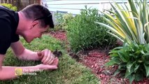 Des bébés lapins prennent cet homme pour leur maman... Adorable