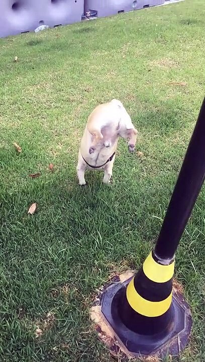 Pug Chooses a Peculiar Position