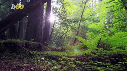 FBI Releases 40+ Year Old Documents Investigating Bigfoot!