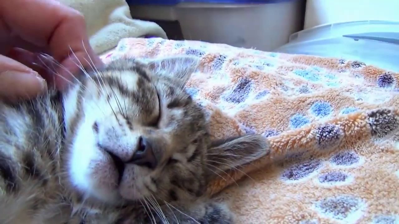 little sleeping kittens with their names