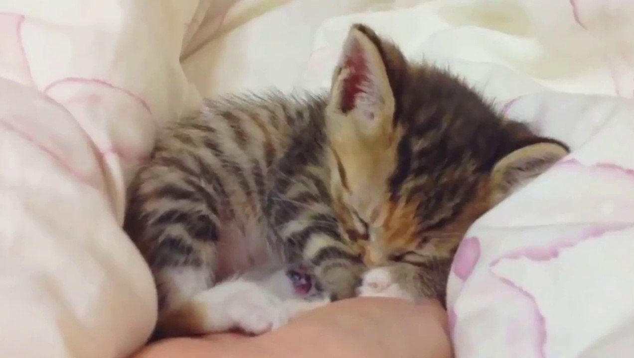 sleeping kittens in the hands