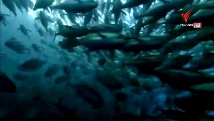 ท่องโลกกว้าง : โลกธรรมชาติยุคใหม่ ตอน มหาสมุทร