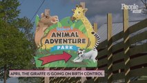 April the Giraffe Going on Birth Control Several Months After Giving Birth to Fifth Calf