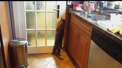 cats open doors with intelligence