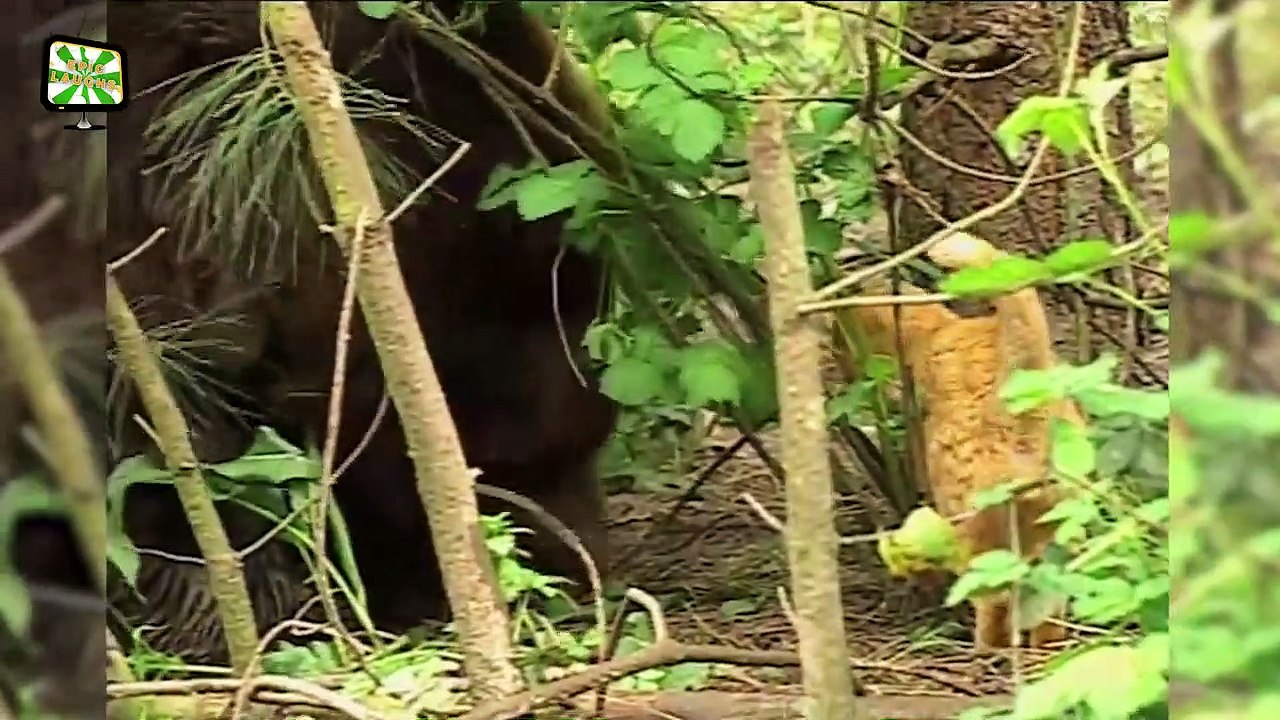 Cats Who Are Totally Badas Epic Laughs