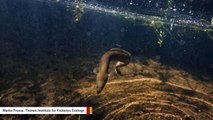 Industrial Toxic Metals Found In Eels' Reproductive Organs