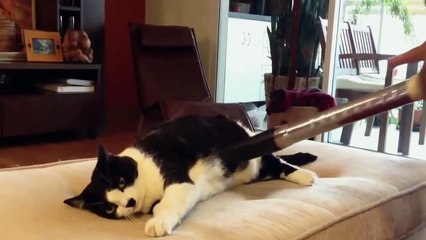 cats have fun with vacuum cleaner