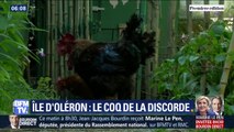 Accusé de trop chanter, le coq Maurice de Saint-Pierre d'Oléron sera jugé début juillet