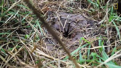 Lion Falls From Tree During Rescue From a Wire Snare Injury - National Geographic