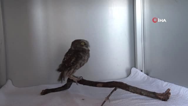 İlk yardım ünitesinde tedavi gören 726 yaban hayvanı doğaya bırakıldı