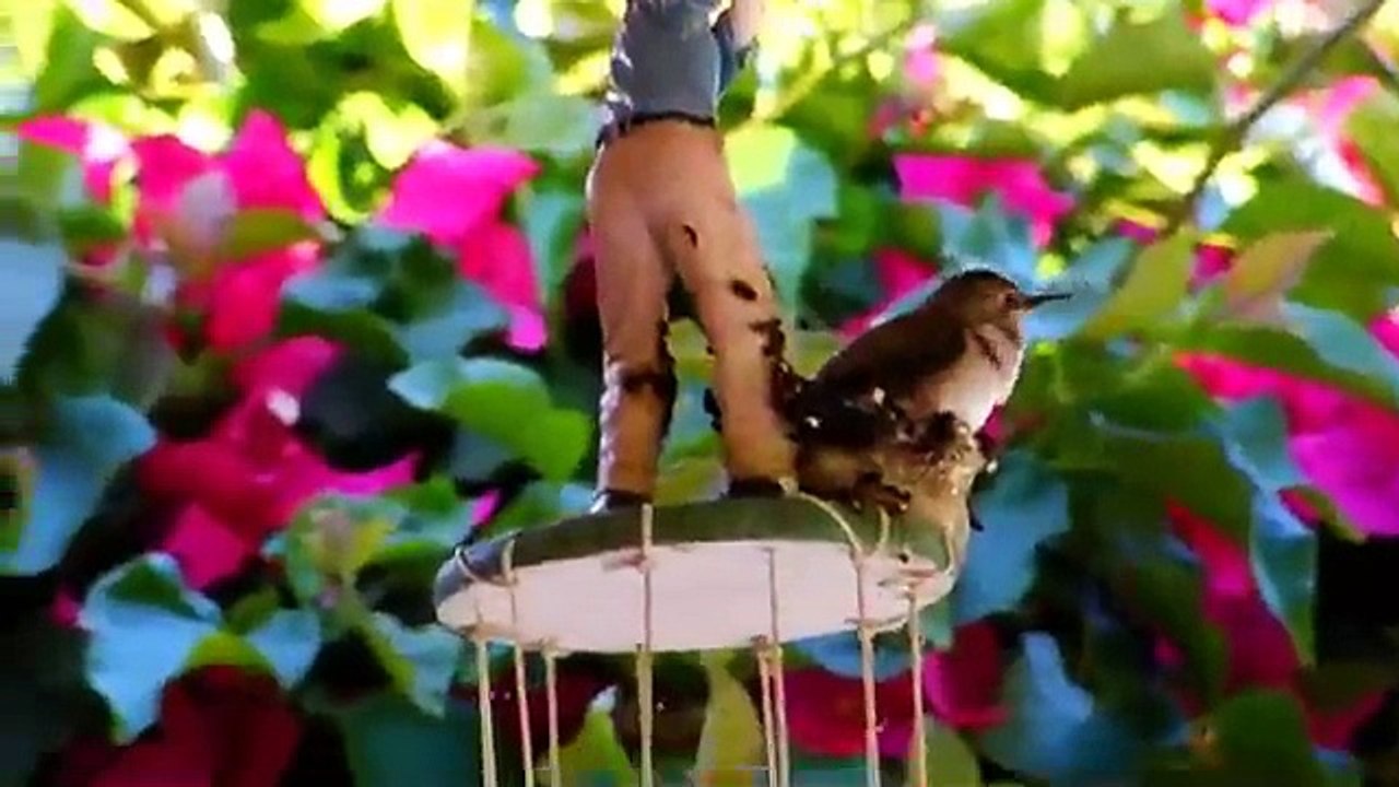 Baby Hummingbirds Part II