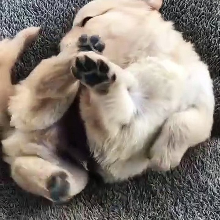 Vets for Pets at Home - Vets on Call