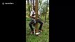 Farmer in India creates ‘tree bike’ to race up 100-foot-tall trees