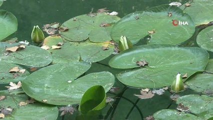 Tohumla üretilemeyen Nilüfer çiçeğini dalından koparana 81 bin lira ceza var