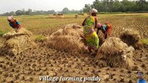 cultivation paddy farming and cutting ||`West Bengal village in Bankura