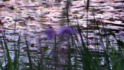 Uşak'taki Sülüklü Göl keşfedilmeyi bekliyor
