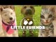 Little Friends: Dogs & Cats (Switch) Overview / Mini Review