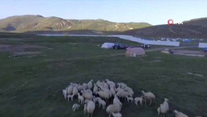Erciyes Dağı'nda zorlu yayla hayatı başladı