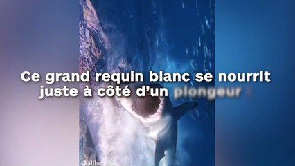 Ce grand requin blanc se nourrit juste à côté d’un plongeur !