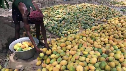 Farm_Fresh_Organic_Mango_Ice_Cream creating hommade ice lollies...this is superb.