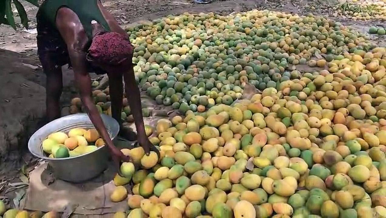 Farm_Fresh_Organic_Mango_Ice_Cream creating hommade ice lollies...this is superb.