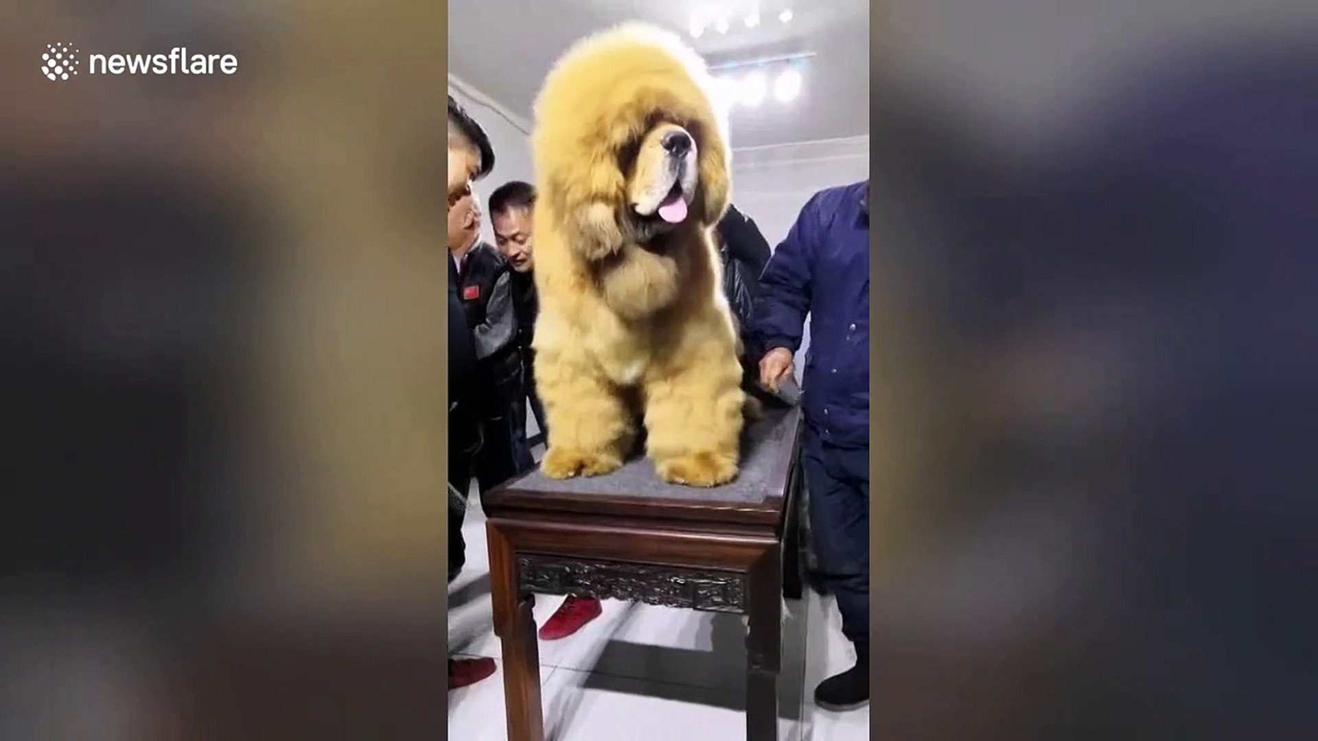 This giant Tibetan mastiff in eastern China looks just like a lion - video  Dailymotion