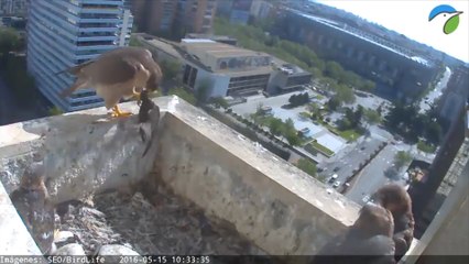 Los vencejos celebran por primera vez su Día Mundial