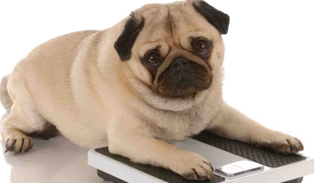 Kolosse: So viel bringen die schwersten Tiere auf die Waage