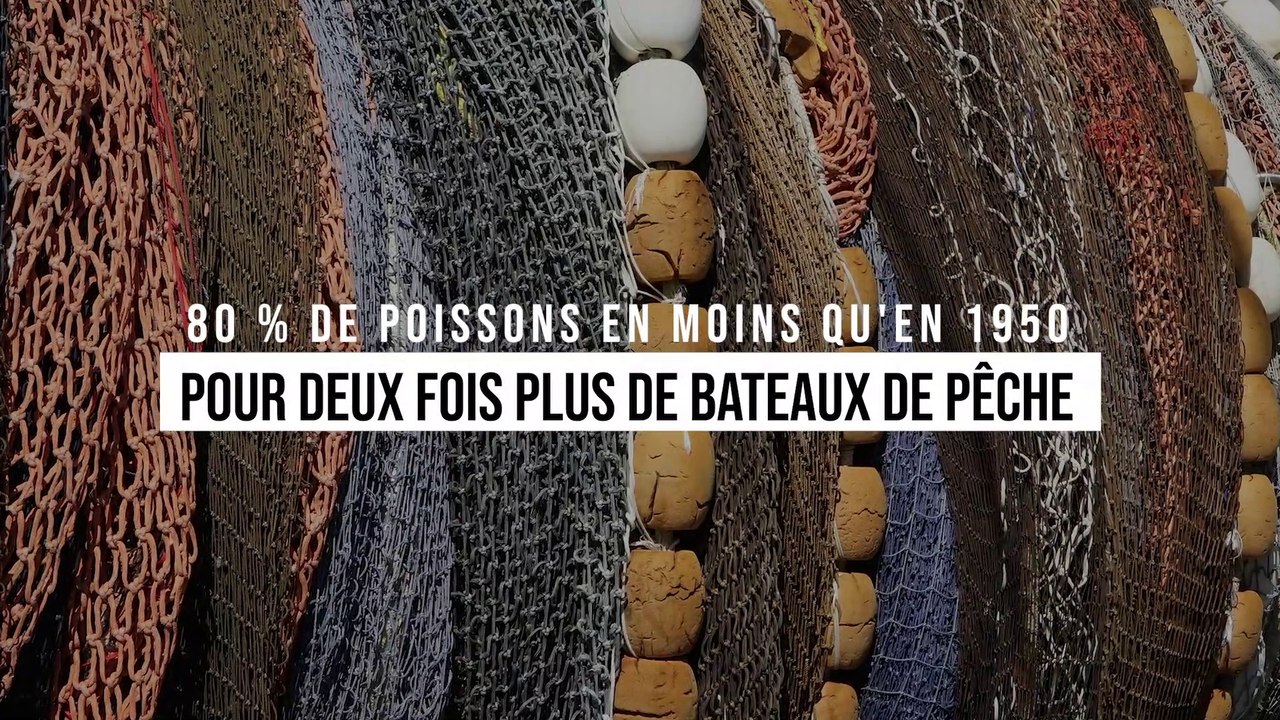 Il y a 80 % de poissons en moins qu'en 1950... pour deux fois plus de bateaux de pêche
