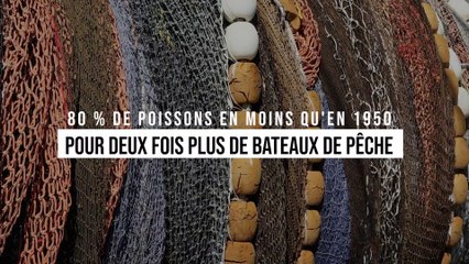 Il y a 80 % de poissons en moins qu'en 1950... pour deux fois plus de bateaux de pêche