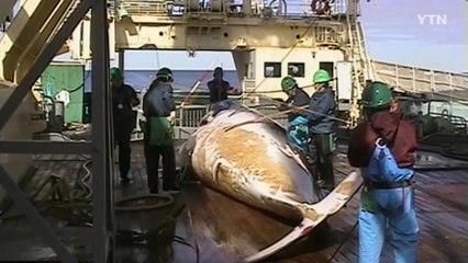 "日, 다음달 1일 홋카이도에서 상업용 고래잡이 재개" / YTN