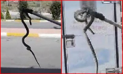Tam 1 metre boyunda! Yılan paniği kamerada
