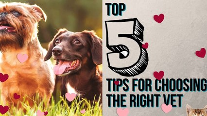 Tips for choosing the right vet