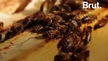 Les abeilles californiennes, grandes victimes de la production d'amandes